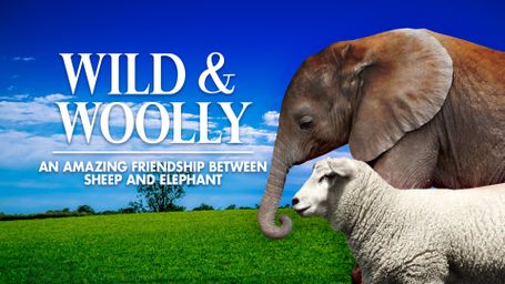 Wild and Woolly: An Elephant and His Sheep