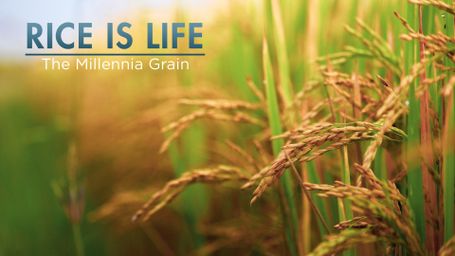 Rice Is Life: The Millennia Grain