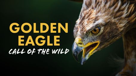 Golden Eagle: Call of the Wild