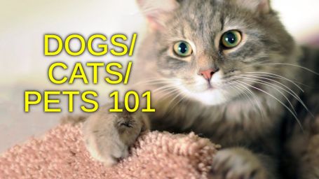 Dogs/ Cats/ Pets 101