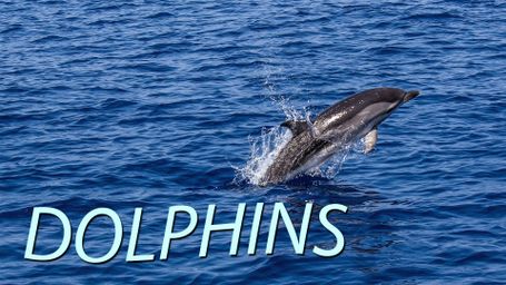 Dolphins