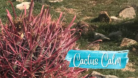 Cactus Calm