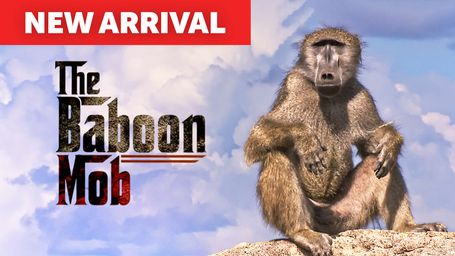 Baboon Mob