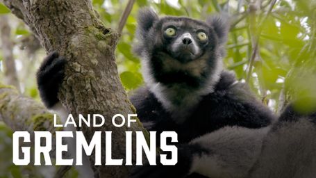 Land of Gremlins