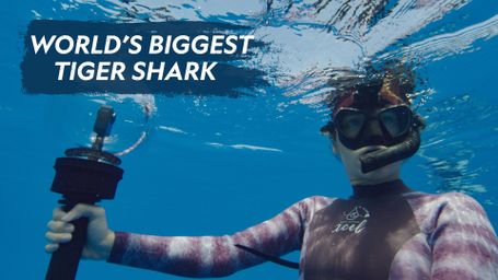 World's Biggest Tiger Shark