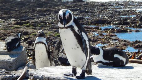Portly Penguin