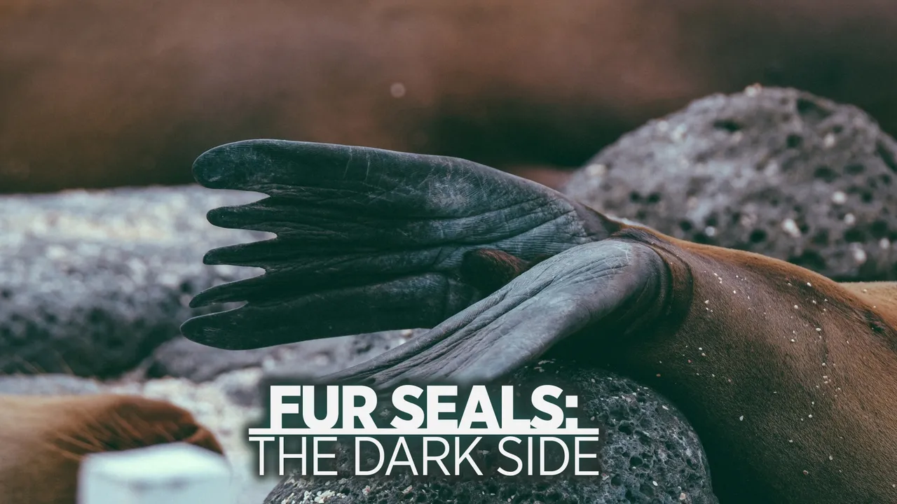Fur Seals: The Dark Side