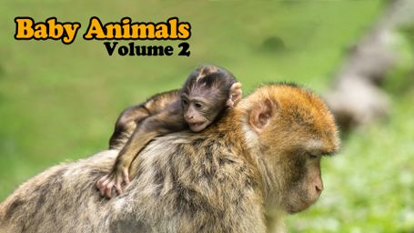 Baby Animals: Volume 2