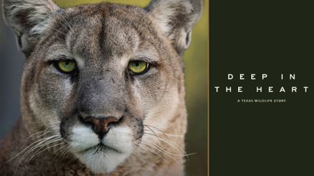 Deep in the Heart: A Texas Wildlife Story