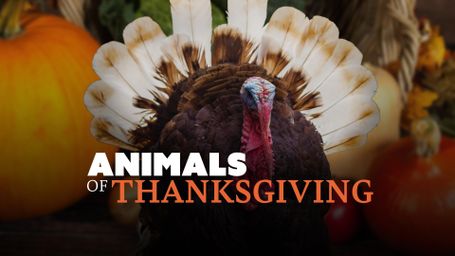 Animals of Thanksgiving