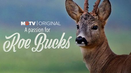A Passion For Roe Bucks