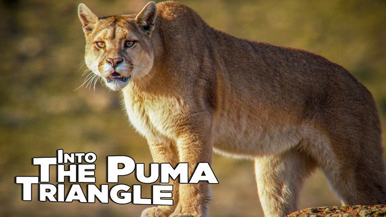 Into The Puma Triangle