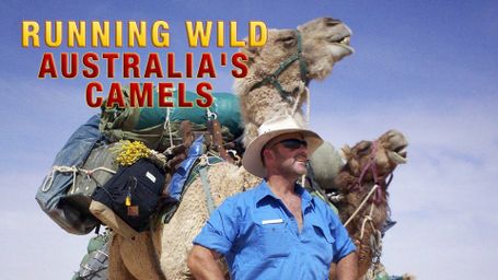 Running Wild: Australia's Camels
