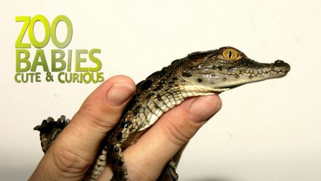 Zoo Babies: Cute and Curious