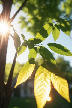 Calming and Relaxing Ambient Piano Music - A Sunny Morning