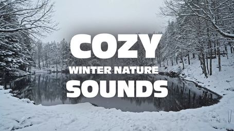 Cozy Winter Nature Sounds: Day Snowy Forest Wind & Wildlife for Sleep