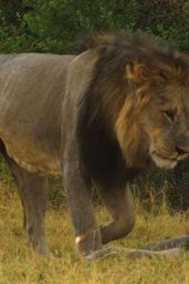 LIONS – Kings of African Wildlife – 4K Nature Documentary Film (with Narration)