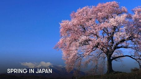 Spring in Japan