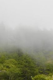 Echoes of the Ages – Redwood Forest – Episode 2 – 1 Hour screensaver with nature sounds
