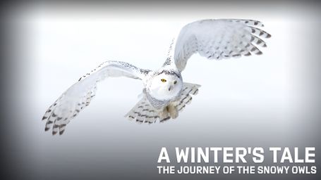 A Winter's Tale - The Journey of the Snowy Owls