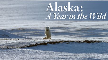Alaska: A Year in the Wild