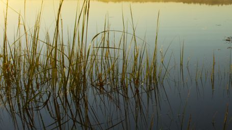 Alewives Eternal Return
