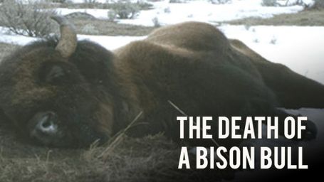 Death of a Bison Bull