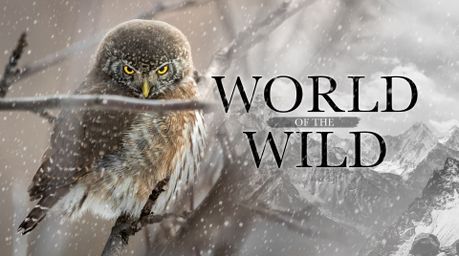 World of the Wild