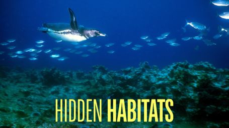 Hidden Habitats