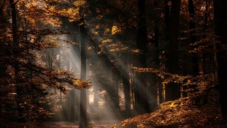 Golden Silence in the Woods - Autumn Forest, Sun Rays, Golden Light, Woodland Path, Fall Foliage, Dramatic Lighting, Nature Ser