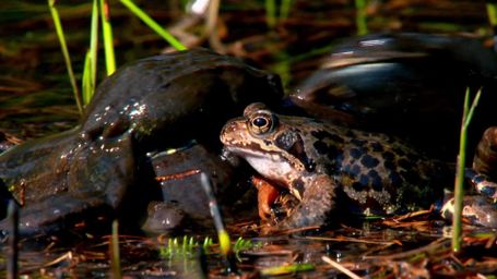 Fighting for a Mate