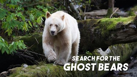 Search for the Ghost Bears