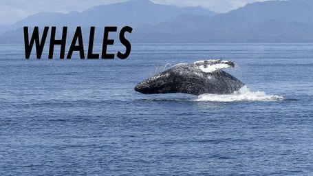 Whales
