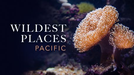 Wildest Places: Pacific