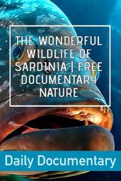 The wonderful Wildlife of Sardinia | Free Documentary Nature