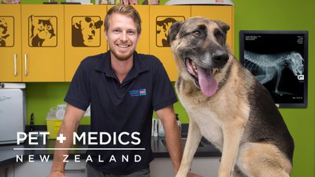 Pet Medics