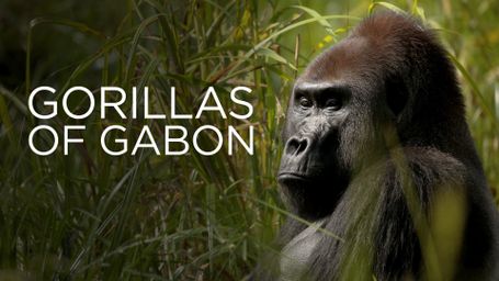 Gorillas of Gabon