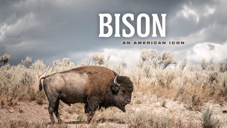Bison: An American Icon