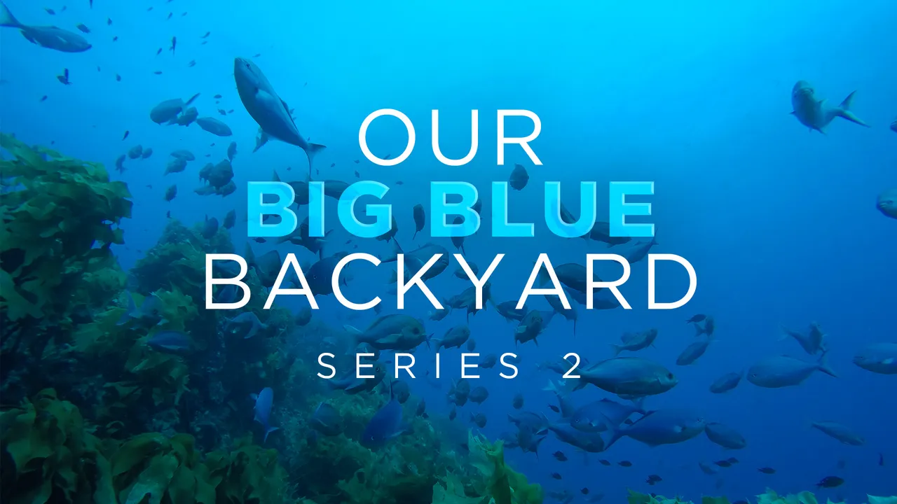 Our Big Blue Backyard