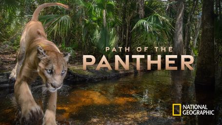 Path of the Panther