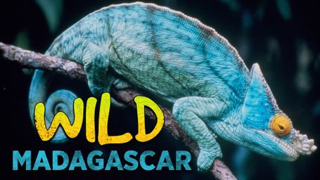 Wild Madagascar