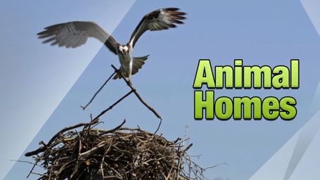 Animal House Hunters