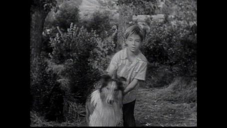 The Fawn