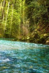 Relaxing Screensavers - Calm River In The Redwood Forest. Episode-4 /Wallpaper with Natural Ambience