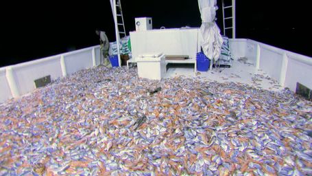 Shrimpin' 'Round the Clock