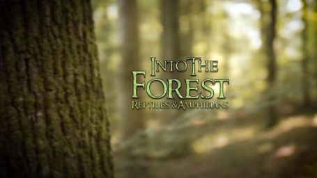 Into the Forest: Reptiles & Amphibians