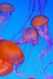 Jellyfish aquarium with relaxing music