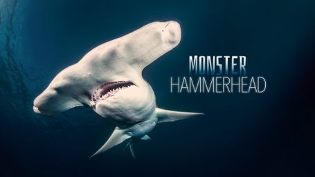 Monster Hammerhead