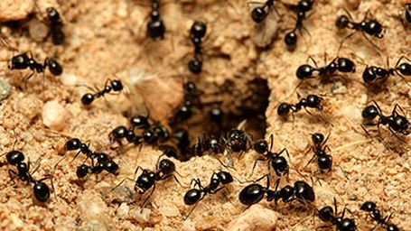 Emergence-Simple Rules, Complex Systems