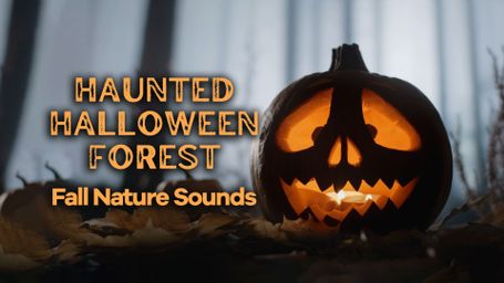 Haunted Halloween Forest: Fall Nature Sounds